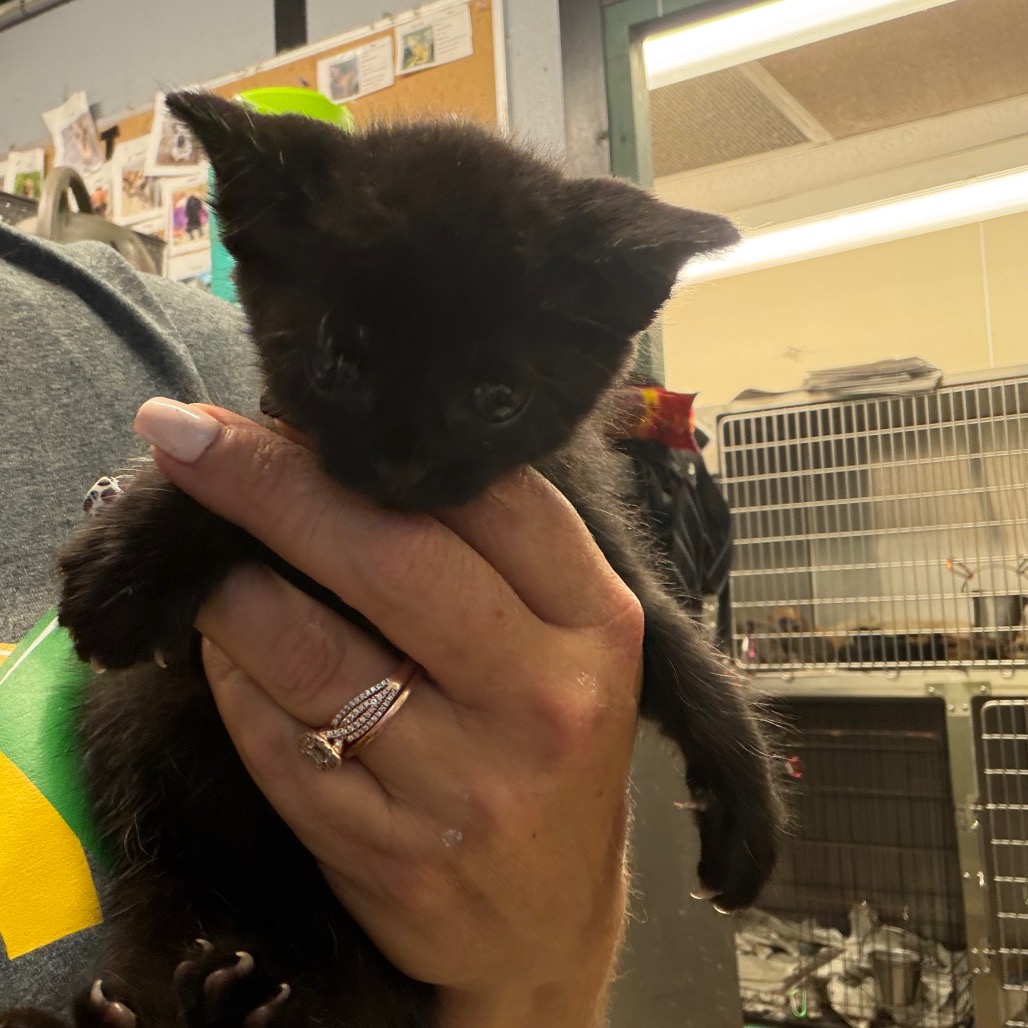 Shelter Stray Female Cat last seen , 141 Canna Ln, Lake Jackson, TX 77566, USA
