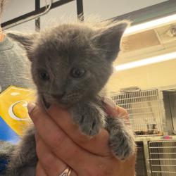 Shelter Stray Male Cat last seen , 141 Canna Ln, Lake Jackson, TX 77566, USA