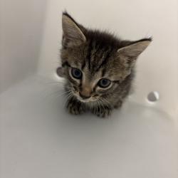 Shelter Stray Male Cat last seen , 4900 Milgen Rd, Columbus, GA 31907, USA