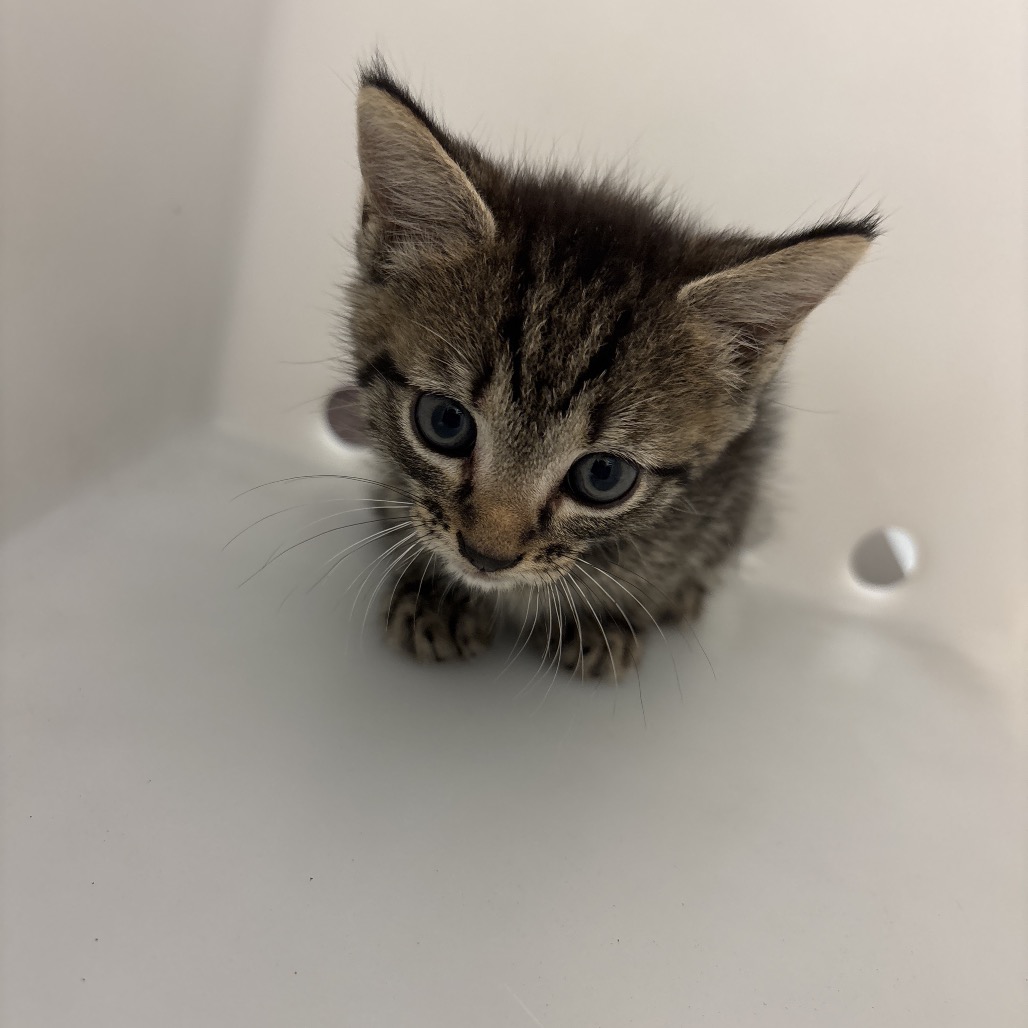 Shelter Stray Male Cat last seen , 4900 Milgen Rd, Columbus, GA 31907, USA