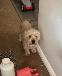 Lost Male Dog last seen Yucca Loma/ Delaware, Apple Valley, CA 92307