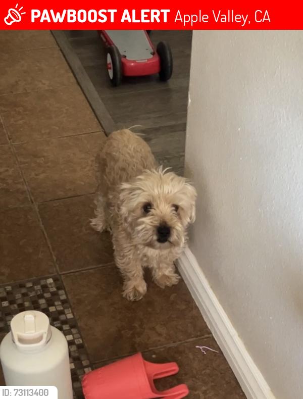 Lost Male Dog last seen Yucca Loma/ Delaware, Apple Valley, CA 92307