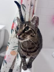 Found/Stray Unknown Cat last seen Academy St by the Spinx, Greenville, SC 29601