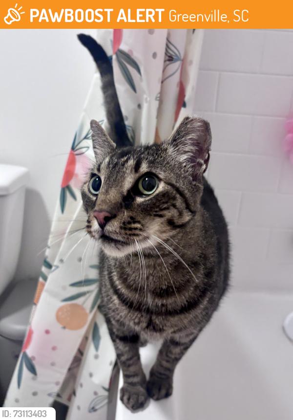 Found/Stray Unknown Cat last seen Academy St by the Spinx, Greenville, SC 29601