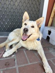 Found/Stray Female Dog last seen Maple Ave, Fontana, CA 92336