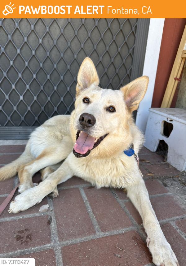 Found/Stray Female Dog last seen Maple Ave, Fontana, CA 92336