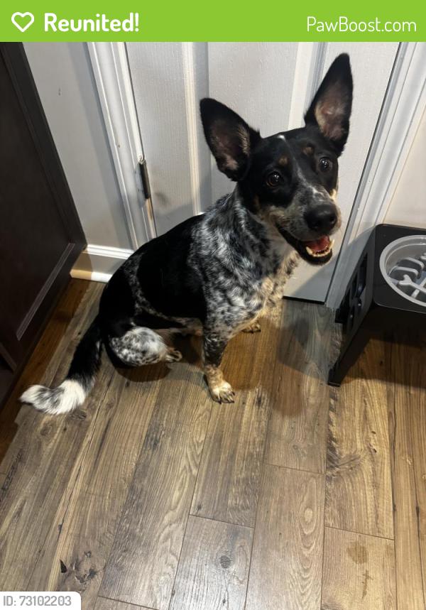 Reunited Female Dog last seen Towards back of Whitney Drive, Aberdeen, NC 28315