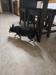 Found/Stray Male Dog last seen Battery ave. De pere, De Pere, WI 54115