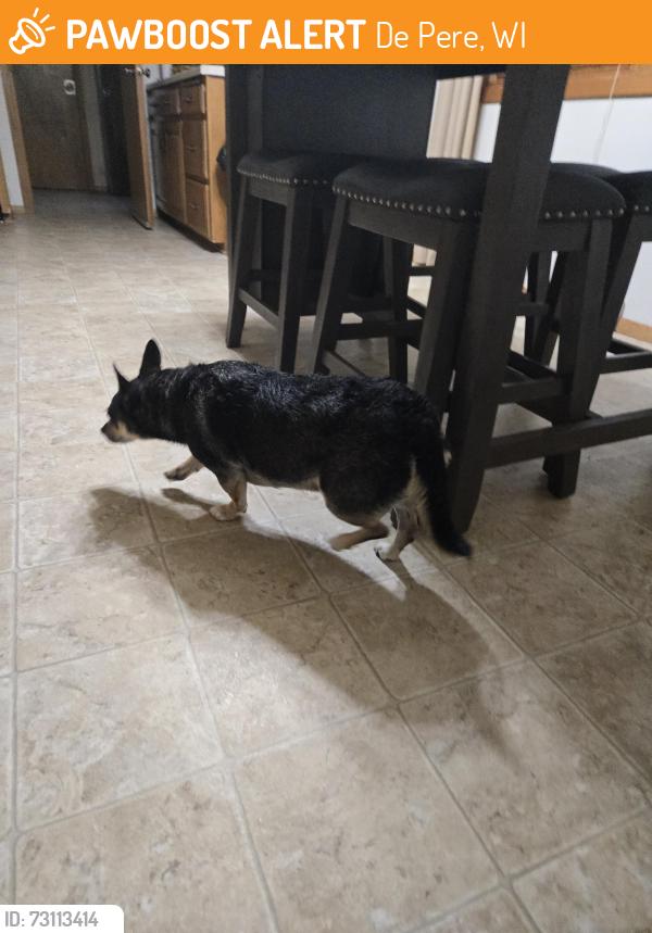 Found/Stray Male Dog last seen Battery ave. De pere, De Pere, WI 54115