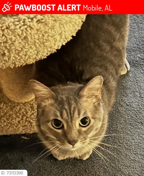Lost Male Cat last seen Thornton Place and Michael Blvd, Mobile, AL 36609