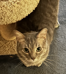 Lost Male Cat last seen Thornton Place and Michael Blvd, Mobile, AL 36609