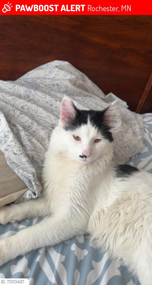 Lost Male Cat last seen Century valleys, Rochester, MN 55906