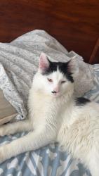 Lost Male Cat last seen Century valleys, Rochester, MN 55906