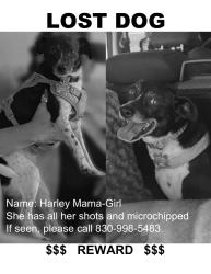 Lost Female Dog last seen E slaughter LN, Old Lockhart rd, Raines Pass, Austin, TX 78747