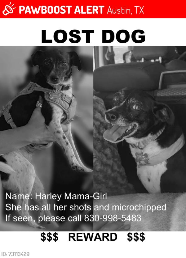 Lost Female Dog last seen E slaughter LN, Old Lockhart rd, Raines Pass, Austin, TX 78747