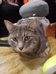 Lost Male Cat last seen Steele Canyon Napa CA 94558, Napa County, CA 94558