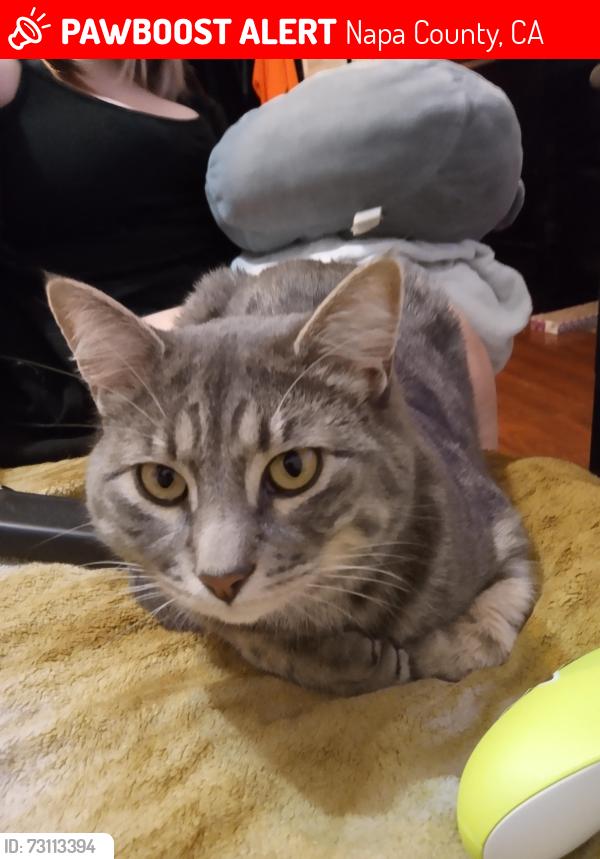 Lost Male Cat last seen Steele Canyon Napa CA 94558, Napa County, CA 94558
