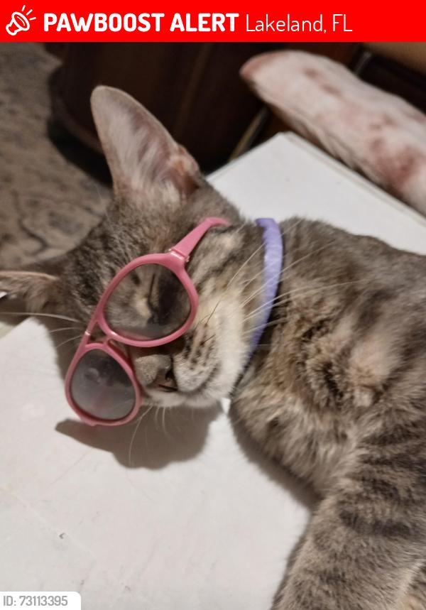 Lost Male Cat last seen Eaton park hutchins Woodstockave., Lakeland, FL 33803