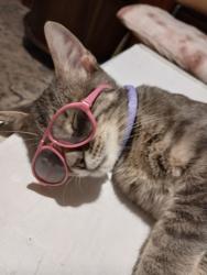 Lost Male Cat last seen Eaton park hutchins Woodstockave., Lakeland, FL 33803