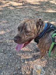 Reunited Male Dog last seen Doc Bramblett and Hurt Bridge Road, Cumming, GA 30028