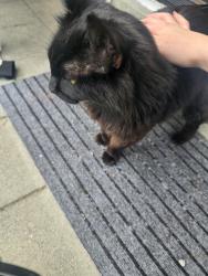 Reunited Female Cat last seen Right next to judkins park, Seattle, WA 98144