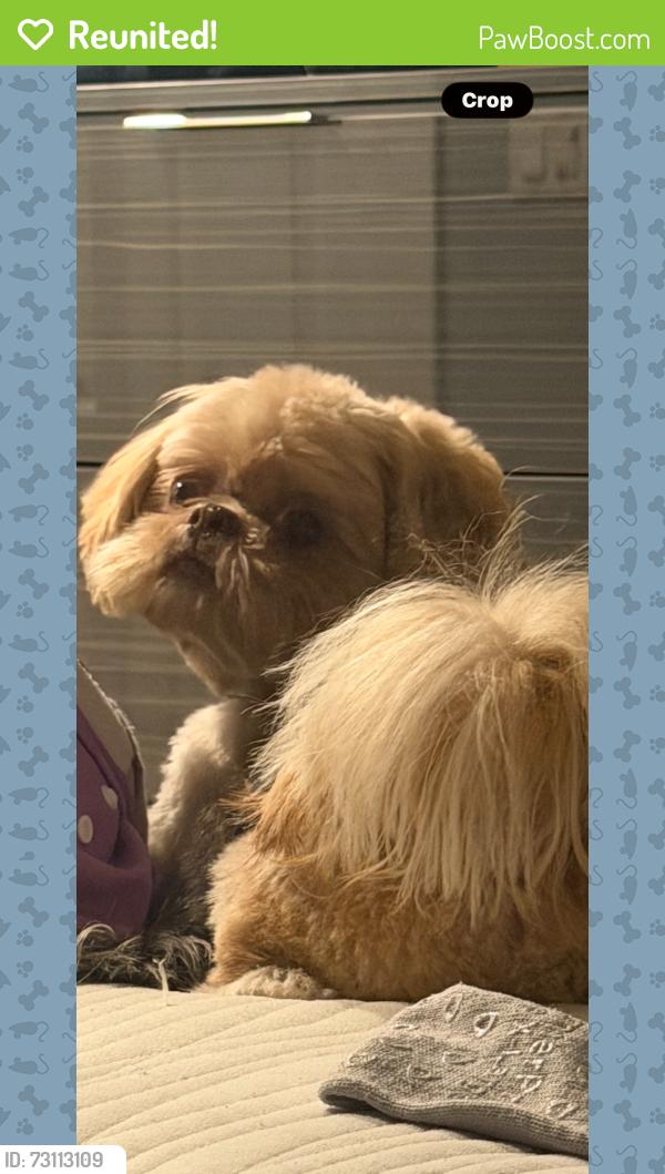 Reunited Male Dog last seen Sw 168 ter and 150 Ave, Miami, FL 33187