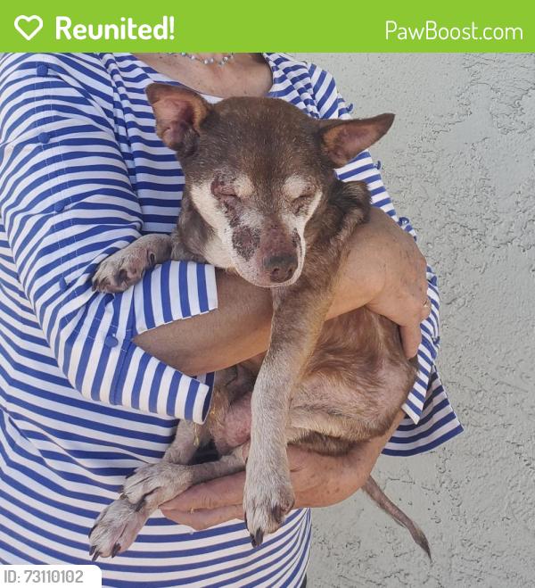Reunited Male Dog last seen Near Hamilton Ave Huntington Beach, CA 92646 United States, Huntington Beach, CA 92646
