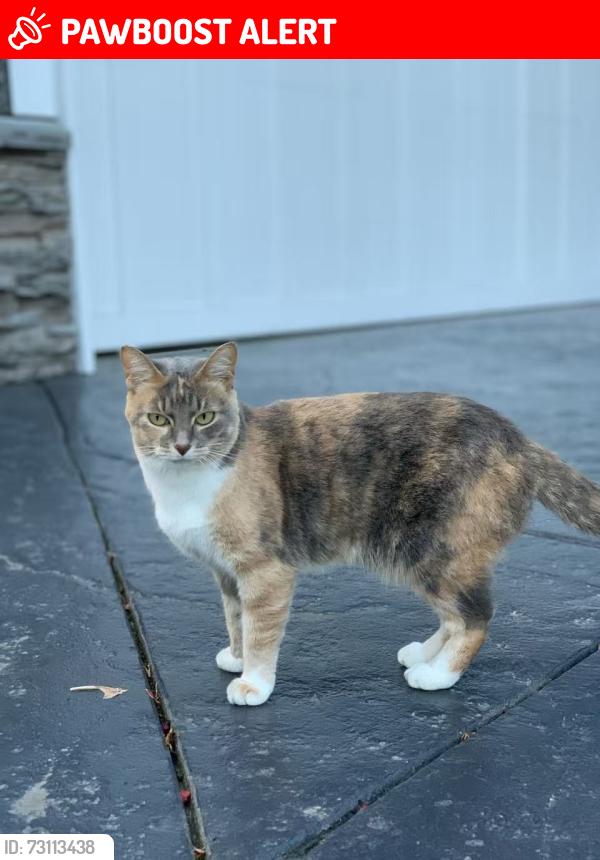 Lost Female Cat last seen White Rock 160 Street , White Rock, BC V4B 4Y8