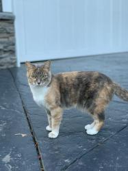 Lost Female Cat last seen White Rock 160 Street , White Rock, BC V4B 4Y8