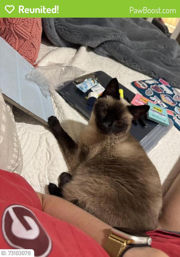 Reunited Female Cat last seen In the apmts behind the Petco on Whittlesey, Columbus, GA 31909