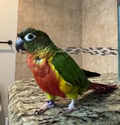 Lost Female Bird last seen Bailey St and Marsha St, Saginaw, TX 76179