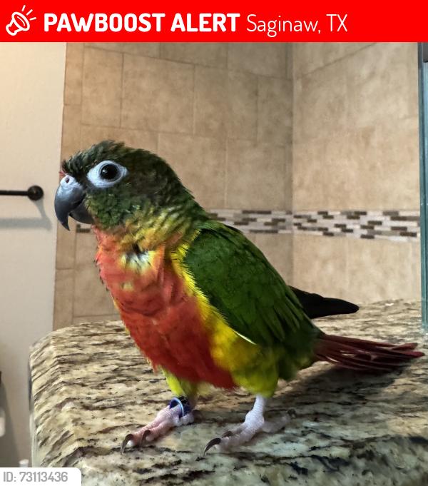 Lost Female Bird last seen Bailey St and Marsha St, Saginaw, TX 76179