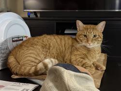 Reunited Male Cat last seen 7th Avenue and West Behrend Drive, Phoenix, AZ 85308
