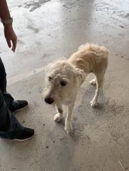 Reunited Female Dog last seen Sterling Premium Select Johnston, Lafayette, LA 70503