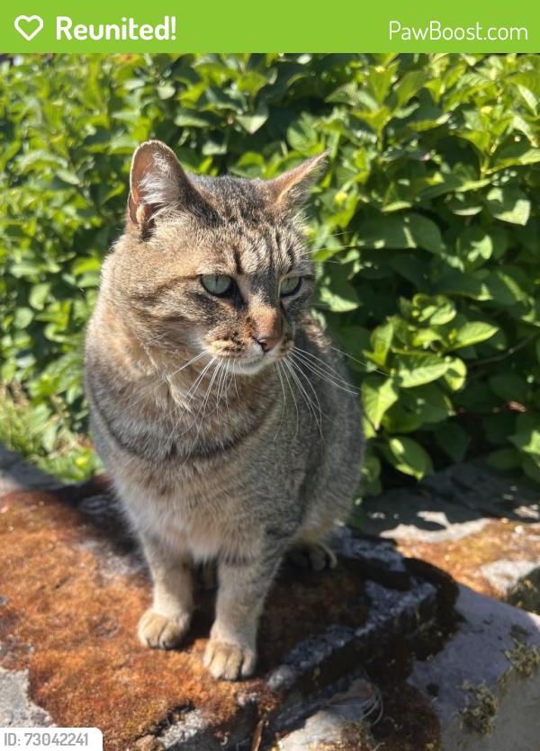 Reunited Male Cat last seen Lafayette Hwy and Monrovia Nursery, Dayton, OR 97114