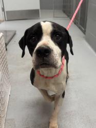 Shelter Stray Male Dog last seen Forest park, 8485 E Reno Ave, Midwest City, OK 73110, USA