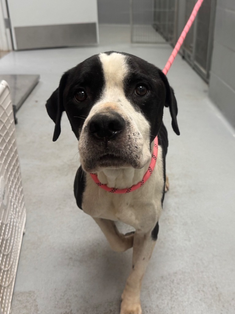 Shelter Stray Male Dog last seen Forest park, 8485 E Reno Ave, Midwest City, OK 73110, USA