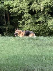 Found/Stray Male Dog last seen rolling hills ave julian nc, Guilford County, NC 27283