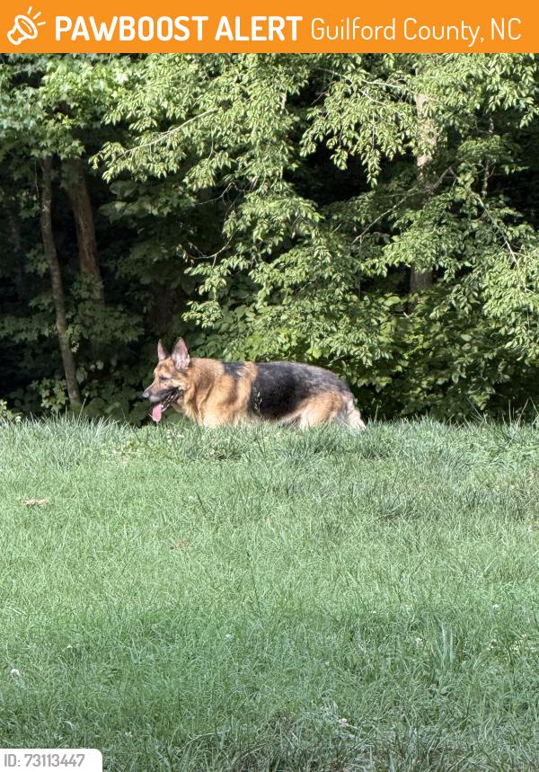 Found/Stray Male Dog last seen rolling hills ave julian nc, Guilford County, NC 27283