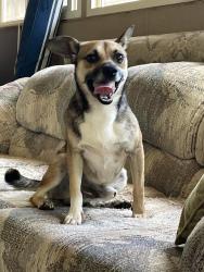 Reunited Male Dog last seen Meheula Parkway, Mililani, HI 96789