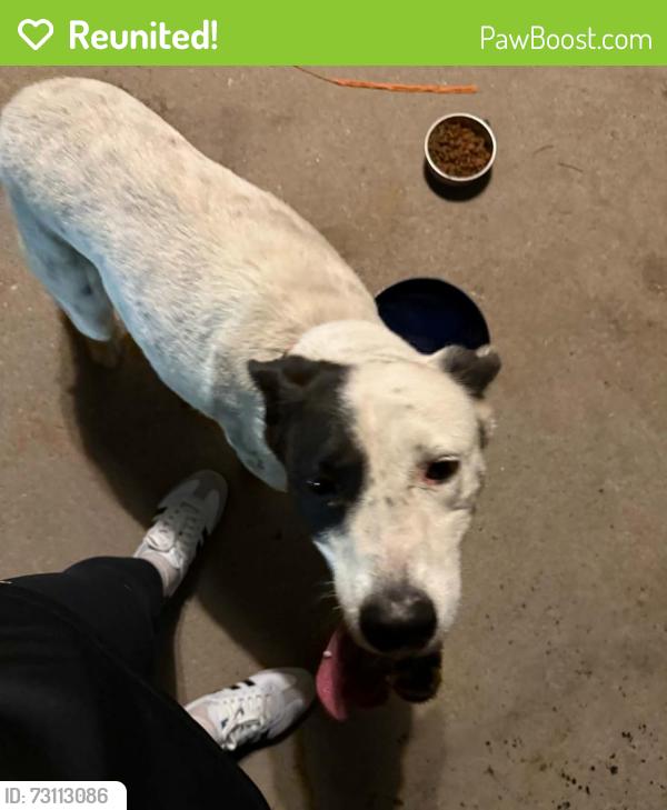 Reunited Female Dog last seen Montana and raynols, El Paso, TX 79903