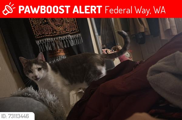 Lost Male Cat last seen In Camelot square, Federal Way, WA 98003