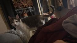 Lost Male Cat last seen In Camelot square, Federal Way, WA 98003