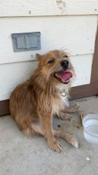 Reunited Unknown Dog last seen Garst St and University near West Walmart, Wichita, KS 67209