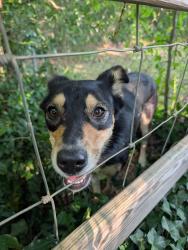 Reunited Unknown Dog last seen Cross of Ely and Ashland Terrace. Daycare and two gas stations., Chattanooga, TN 37343