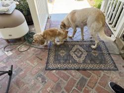Found/Stray Female Dog last seen Orangewood and West, Garden Grove, CA 92840