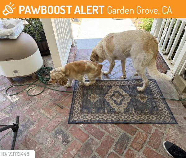 Found/Stray Female Dog last seen Orangewood and West, Garden Grove, CA 92840