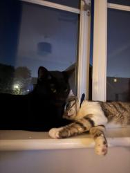 Reunited Male Cat last seen Near forest avenue, Hampshire, England PO8 8JD