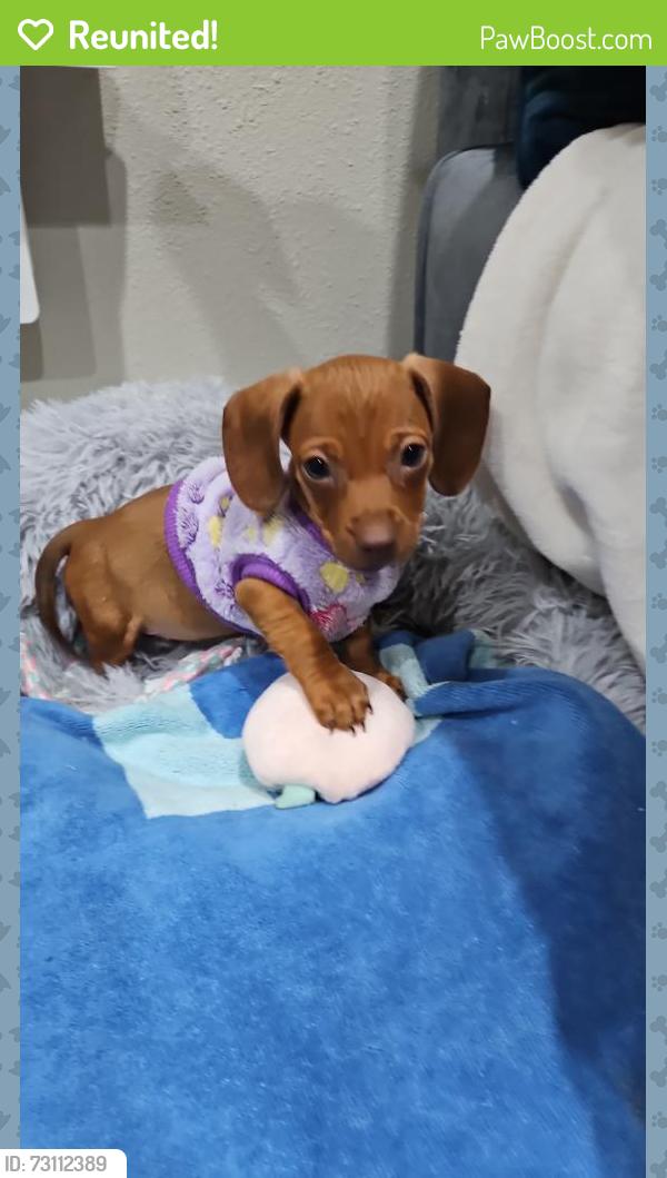 Reunited Female Dog last seen UCLA, Los Angeles, CA 90032