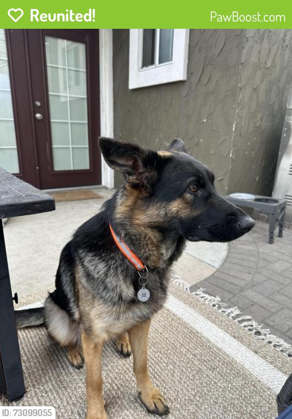 Reunited Female Dog last seen Arbula drive, Crestline, CA 92325